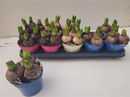 arr8 Hyacin Gem 3 Kl