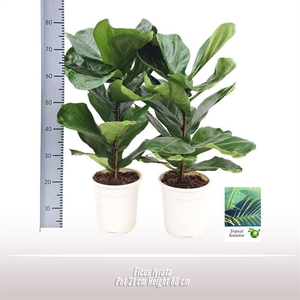 Ficus lyrata