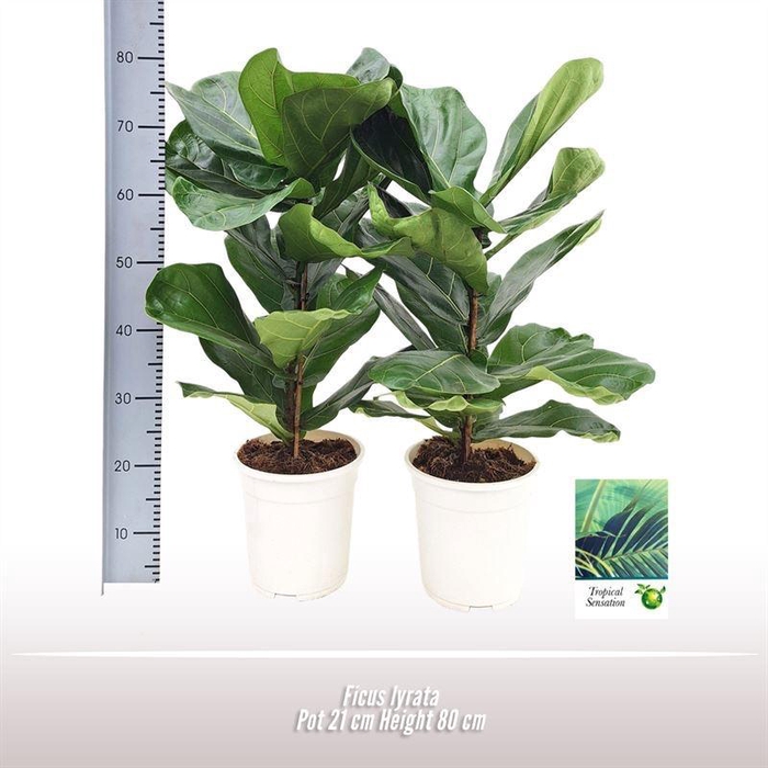 <h4>Ficus lyrata</h4>