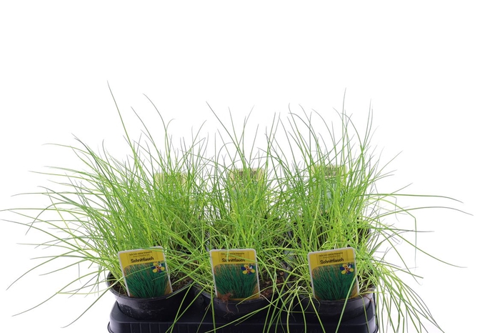 <h4>Allium Schoenoprasum Alli Schoenoprasum</h4>