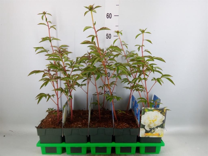 <h4>Paeonia lact. 'Primevere'</h4>