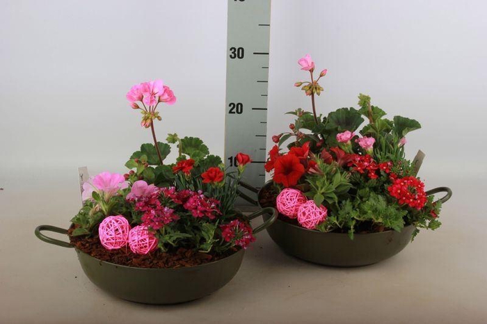 <h4>ARR TUINPLANTEN</h4>