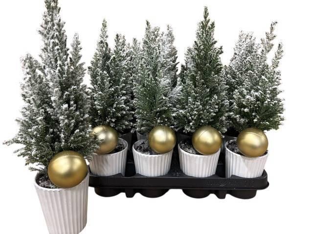 <h4>KERSTBOOM VERSIERD</h4>