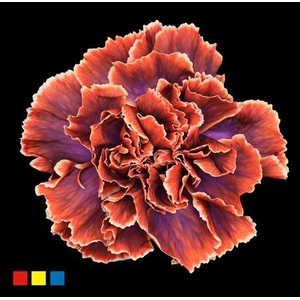 Dianthus St The Joker