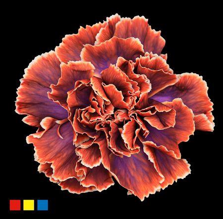 <h4>Dianthus St The Joker</h4>