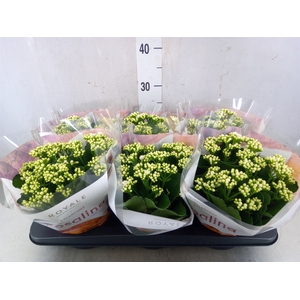 Kalanchoe blos. 'RosDon Dione'
