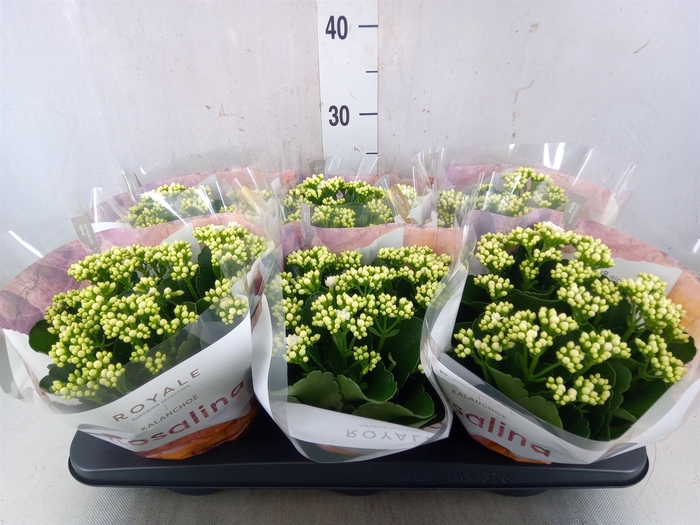 <h4>Kalanchoe blos. 'RosDon Dione'</h4>