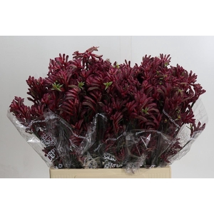 Anigozanthos Bush Princess