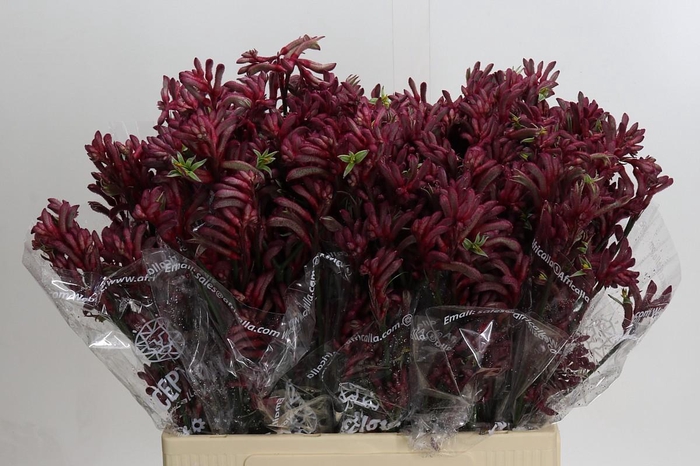 <h4>Anigozanthos Bush Princess</h4>