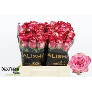 Rosa large barracuda