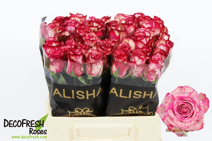 <h4>Rosa large barracuda</h4>