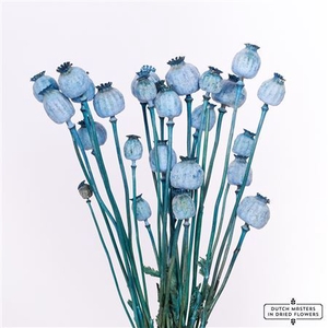 Dried Papaver X5 Frosted L. Blue Bunch Slv