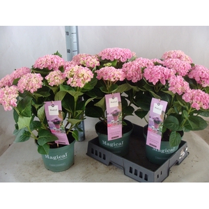 Hydrangea mac. 'Magical Amethyst'