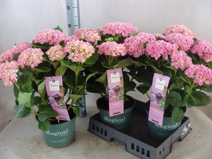 <h4>Hydrangea mac. 'Magical Amethyst'</h4>