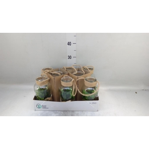 Arr.   Kamerplant Groen L%