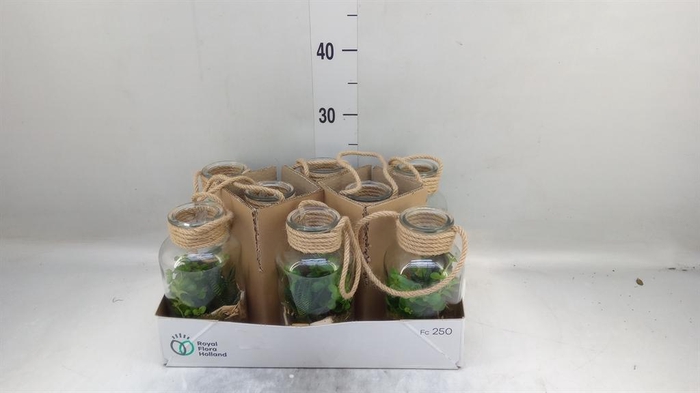 <h4>Arr. Kamerplant Groen L%</h4>