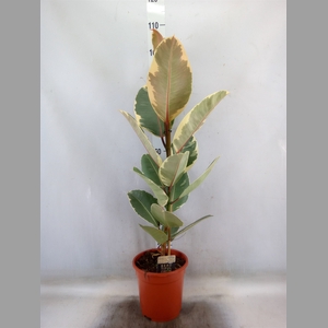 Ficus elastica   ...mix 3