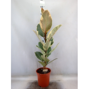 Ficus elastica   ...mix 3