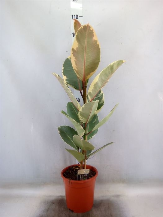 <h4>Ficus elastica   ...mix 3</h4>