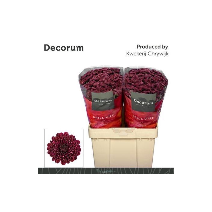 <h4>Chr S Jinda Red</h4>