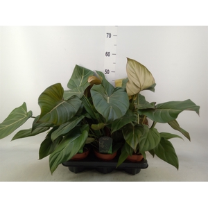 Philodendron   ...