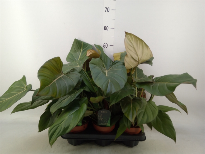 <h4>Philodendron   ...</h4>