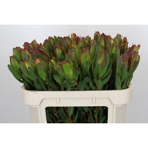 Leucadendron Laurel Yellow