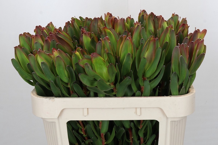 Leucadendron Laurel Yellow