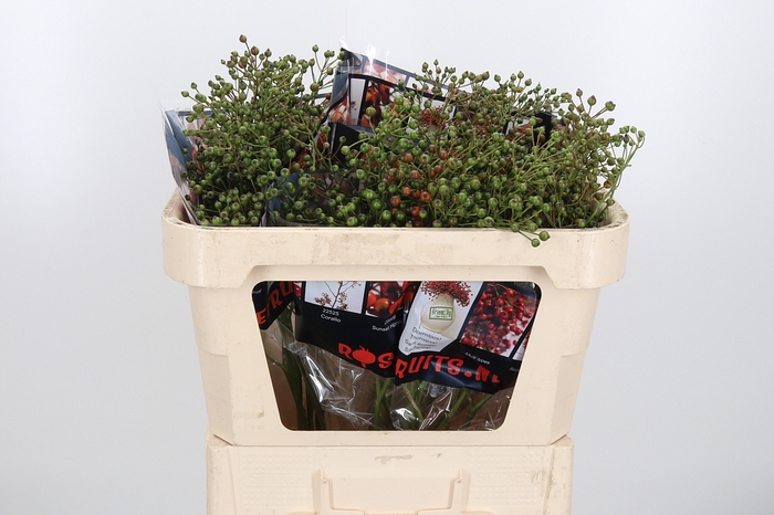 <h4>Rosa Aut Rosefruits</h4>