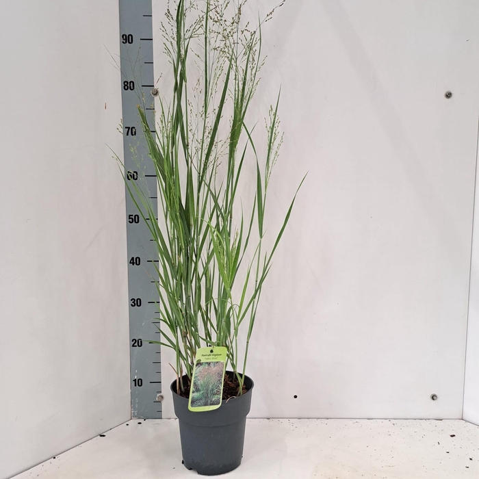 <h4>Panicum virgatum 'Heavy Metal'</h4>