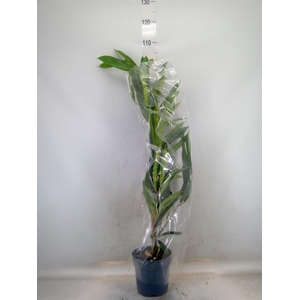 Ficus binn. 'Amstel King'