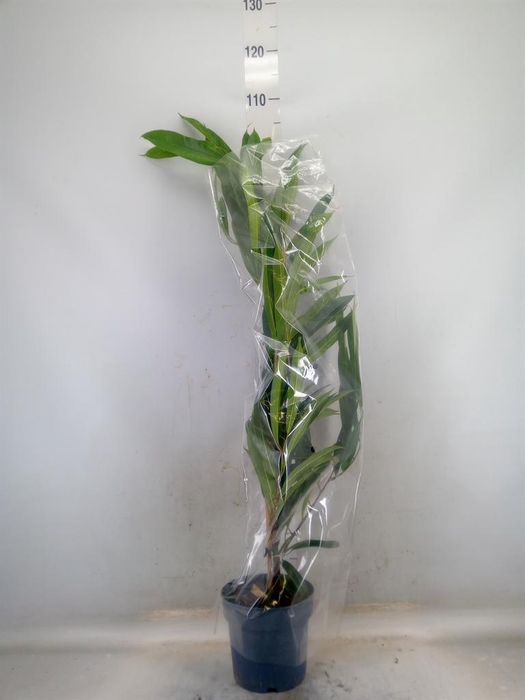 <h4>Ficus binn. 'Amstel King'</h4>