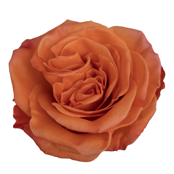 <h4>Rosa Ec Orange Vibe</h4>