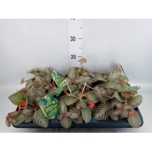 Episcia cupreata 'Tierra Plata'