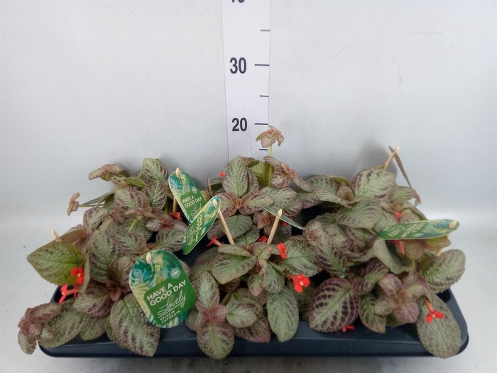 <h4>Episcia cupreata 'Tierra Plata'</h4>