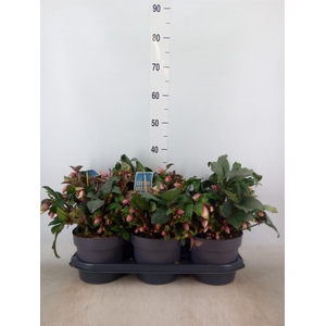 Helleborus  'Angel Glow'