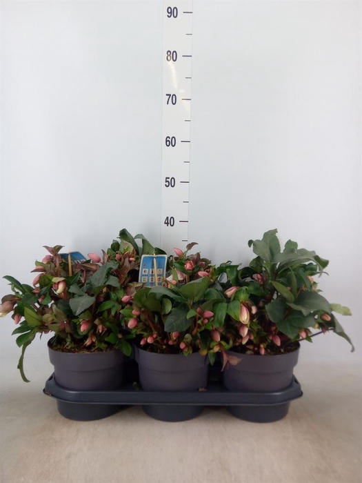 <h4>Helleborus  'Angel Glow'</h4>