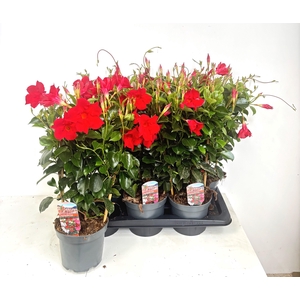 MANDE RIO GRANDE RED