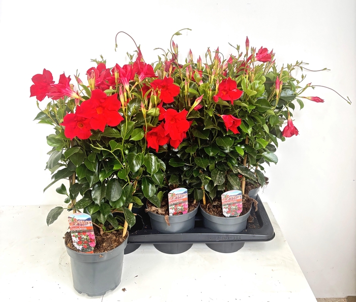 <h4>MANDE RIO GRANDE RED</h4>
