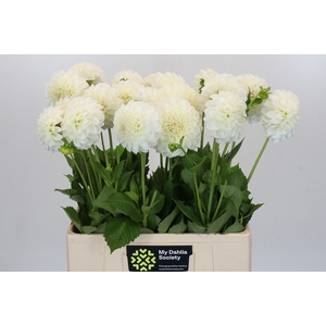Dahlia Boom Boom White