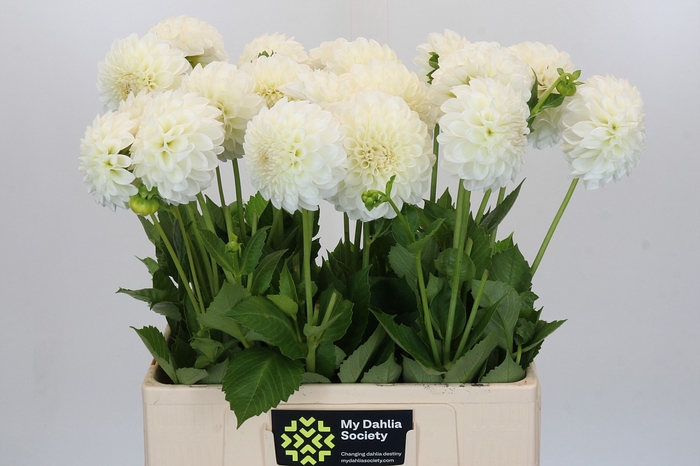 <h4>Dahlia Boom Boom White</h4>