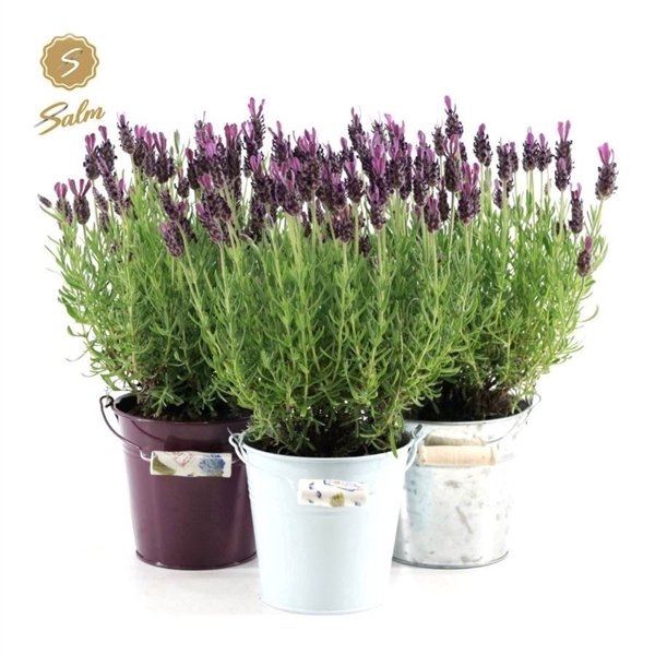 <h4>Lavandula st. 'Anouk'® Collection P12 in Zinc Mix</h4>