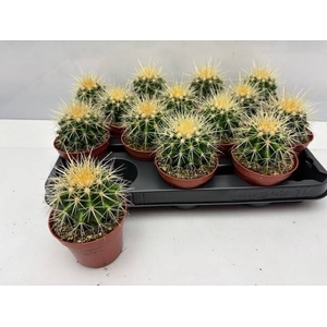 Echinocactus Grusonii (Cites) 8,5Ø 9cm