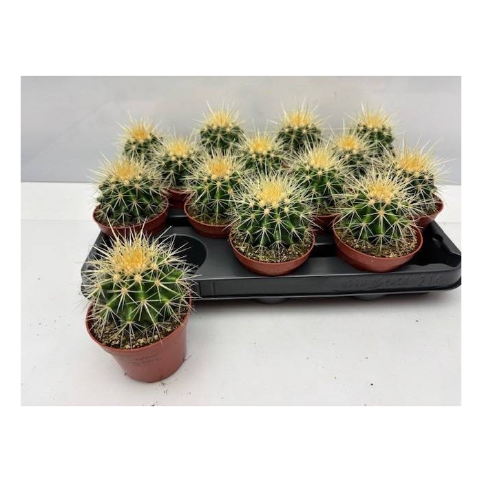 <h4>Echinocactus Grusonii (Cites) 8,5Ø 9cm</h4>