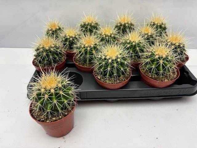 Echinocactus Grusonii (Cites) 8,5Ø 9cm