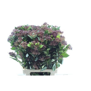 Viburnum Berries Xxl