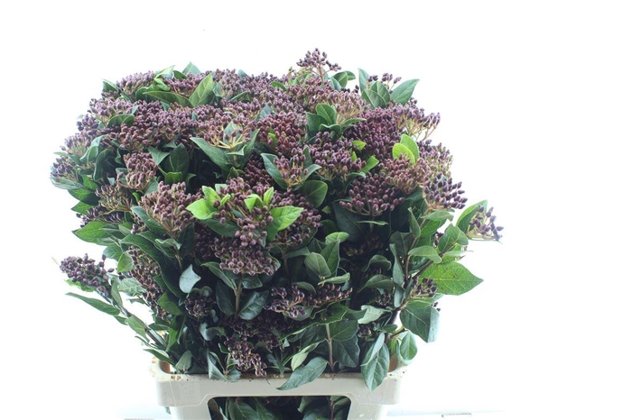 <h4>Viburnum Berries Xxl</h4>