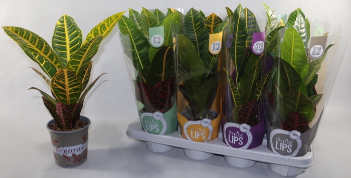 <h4>COD GR PETRA</h4>