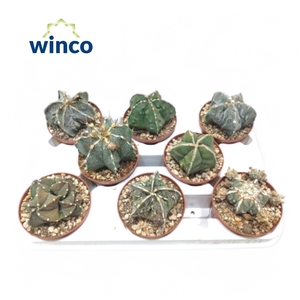 Astrophytum Mix
