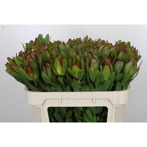 Leucadendron Goldstrike